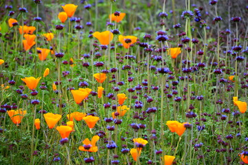 California wildflowers during the 2019 Superbloom