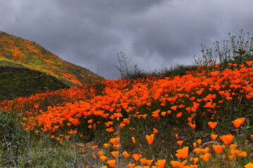 California Poppy Superbloom 2019