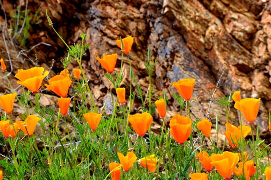 Superbloom Bilder Durchsuchen 2,331 Archivfotos, und