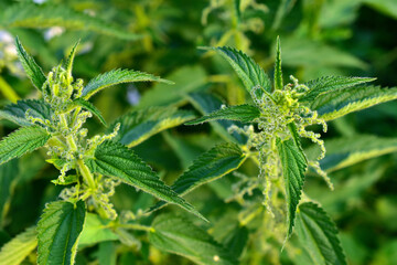 Very beautiful green nettle bushes in macrophotography