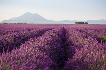 Naklejka na ściany i meble Immense violet lavender fields early in the morning in France with mountains on the background 