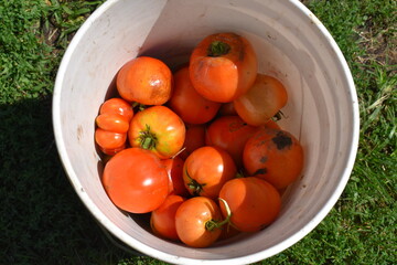 Bucket of Ripe Tomatoes