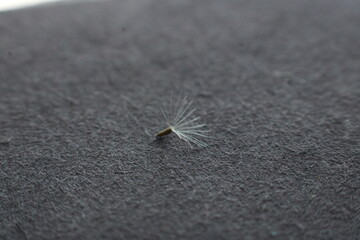 flying seeds of white flower
