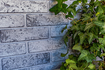 green ivy leaves on background copy space card