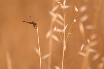 one dragonfly resting on a plant