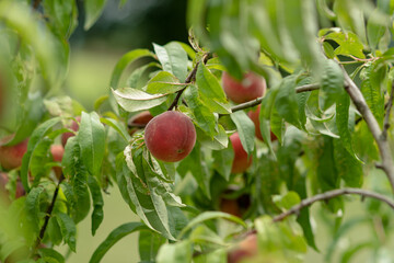Peach on Tree - 3 