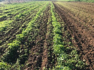 rows of corn