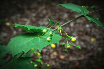 Background flowers