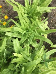 fresh vegetable garden
