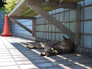 日陰で休む野良猫
