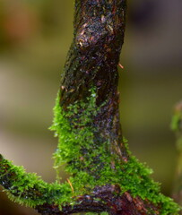 Moss on a tree in the rain