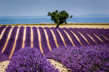 Beautiful landscape with lavander field in Provence, France.