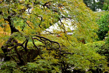 Rainy day in a Japanese Garden