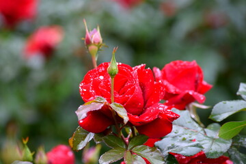 The dew on a rose