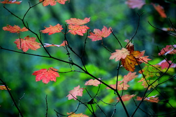 Fall leaves turning red