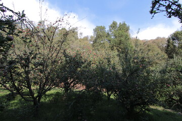 En la Huerta cercana al bosque (vegetable plot, wood, forest, camp, country, apple tree)