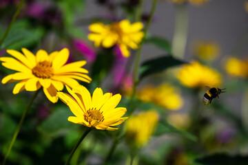 unusual wildflowers in a flowerbed in the park