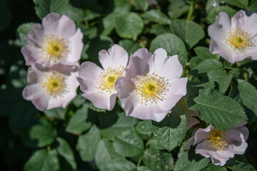 Obraz na płótnie Canvas Delicate pink flower of medicinal multivitamin rosehip in early summer.