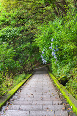 Hiking staircase in steep slope covered with moss and overlooked by hydrangeas flowers leading through the forest of Mount Nokogiri to the giant buddha of Nihonji temple.