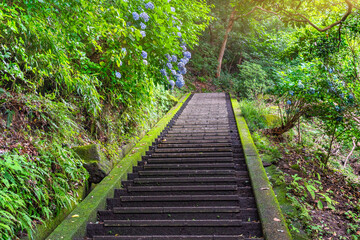 Hiking staircase in steep slope covered with moss and overlooked by hydrangeas flowers leading through the forest of Mount Nokogiri to the giant buddha of Nihonji temple.
