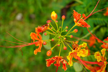 Orange flowers with insects on the petals