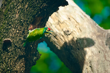 Coppersmith barbet on a tree