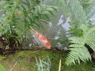 Koi fish looking for a meal