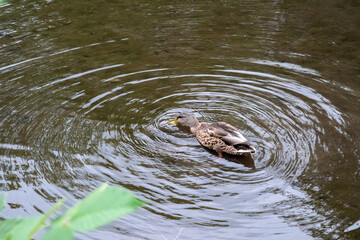 Obraz premium Canard du Québec