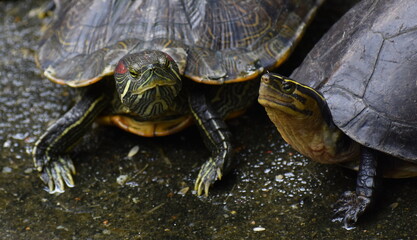 Obraz premium Two colourful terrapins relaxing next to a pond