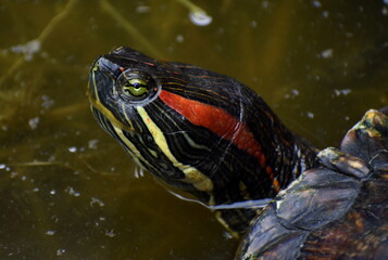 Close up of the face of a colourful terrapin swimming in the water