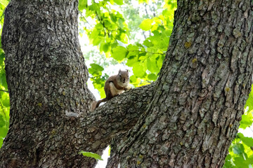 ecureuil