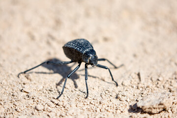 Namib Desert Darkling Beetle or Stenocara Gracilipes, Bahrain