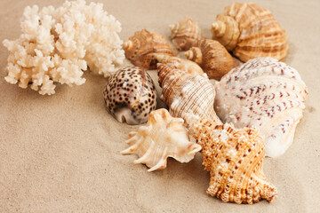 Seashells on the sand, summer beach background travel concept with copy space for text.