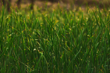 reed leaves vegetation near lake 
