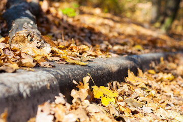 Dry red yellow leaves on the sidewalk in autumn fall on a sunny day