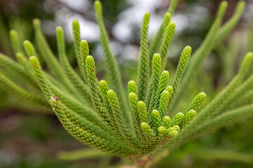 long branches of Araucaria cunninghamii