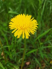 yellow dandelion flower