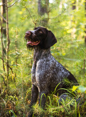 A dog of the Drathaar breed sits in the forest. Fairy portrait of a dog in the forest. Spruce branches around the dog.