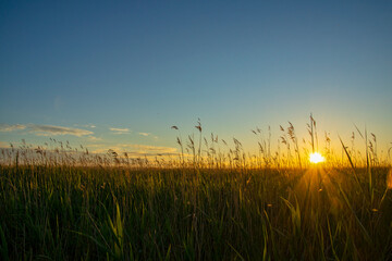 Abend im Schilf