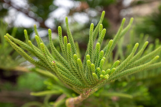 long branches of Araucaria cunninghamii