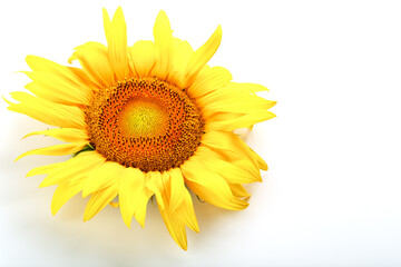 Sunflower flower on a white background, top view. Isolate.