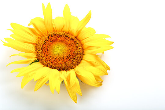 Sunflower flower on a white background, top view. Isolate. © Alexander