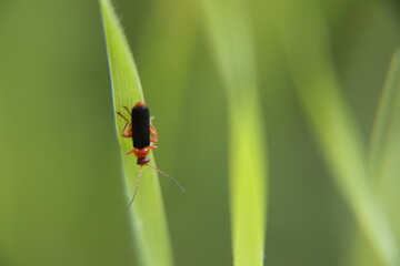 insect on the grass