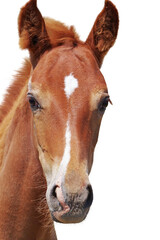 portrait of a beautiful foal on a white