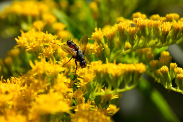 Fly (Eriothrix rufomaculata) on yellow Canada goldenrod (Solidago canadensis) flowers in summer, Europe