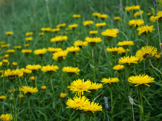 Fototapeta premium Na początku lata na murawach zakwita chroniony Oman wąskolistny (Inula ensifolia L.) 