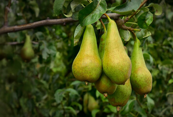 Pears on tree