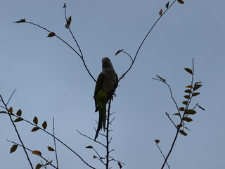 A monk parrot sits atop small  tree branch  with several others from the colony of 80 below. The silhouette pose was rather stunning in some ways.