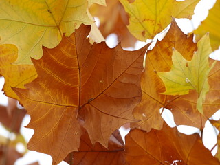 This close up of a Sycamore tree shows the veins and the beginning of that rich brown leathery look of fall. 
