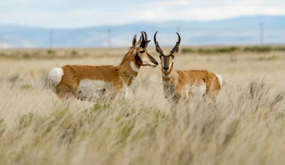  De pronghorn-antilope is een soort artiodactyl-zoogdier dat inheems is in het binnenland van West- en Midden-Noord-Amerika. © Bob